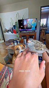 898K views · 10K reactions | This woman rescued a trapped sparrow and then #sparrow #babysparrow #bird #birdsoftiktok #animal #animalsoftiktok | Thrift City | Facebook