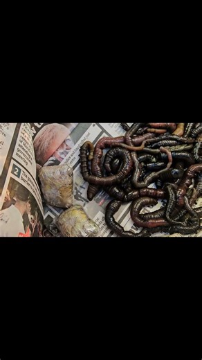 Cod on the tyne. Check out the full video now.