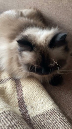 #cat кошка шкодница