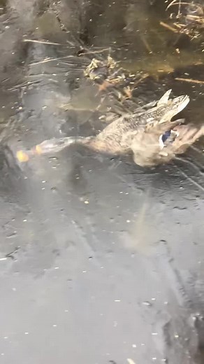 Saved a duck stuck under ice #fyp #foryou