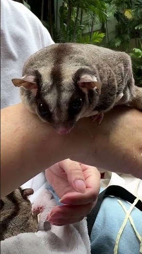Sugar Glider Facts Every New Owner Should Know!