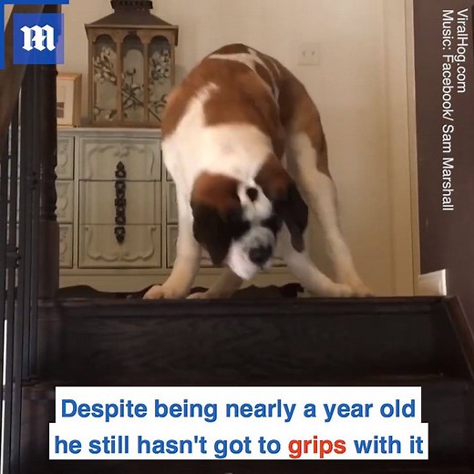This big puppy is too scared to go down the stairs! 😂😂 via ViralHog | Daily Mail Video