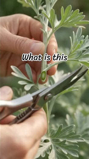 🌿 From One Tiny Cutting to a Beautiful Wormwood Plant! #plants #tinyplants #plantlife #usa #typs 😘