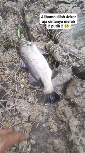 Baramundi umpan Pensil (Top Water) #casting #mancing #fishing https://s.shopee.co.id/6pv3637LLX