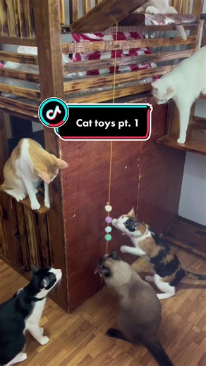 Felinesandcanines on TikTok