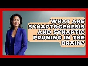 What Are Synaptogenesis And Synaptic Pruning In The Brain? - Brain Development Hub