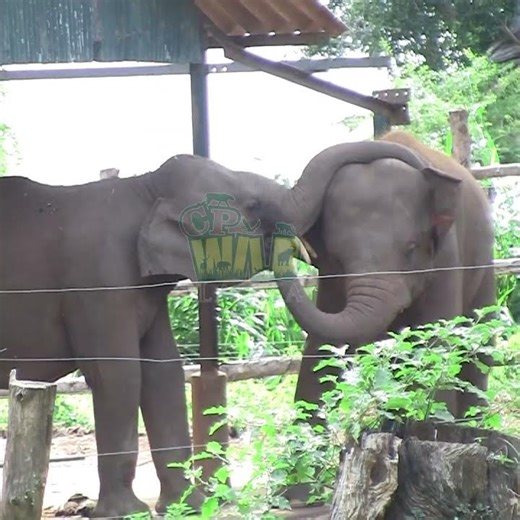Two Elephants Showing Pure Love ❤️| Elephant | Animals | Wildlife | Heartwarming Wildlife Moment