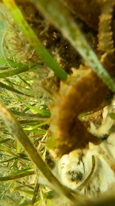 4.8K views · 77 reactions | Have you ever seen a starfish walk? Look at its little footprints in the sand!! #familyfun #sealife #marinelife #summer #fypageシ #snorkeling #PCB #panamacitybeach #shellisland | Shell Island Dolphin Tours LLC | Facebook