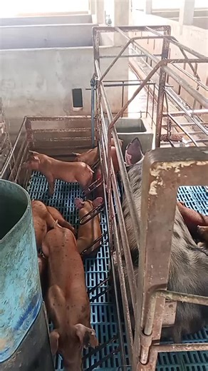 Life on a Pig Farm: Pigs in Their Enclosures