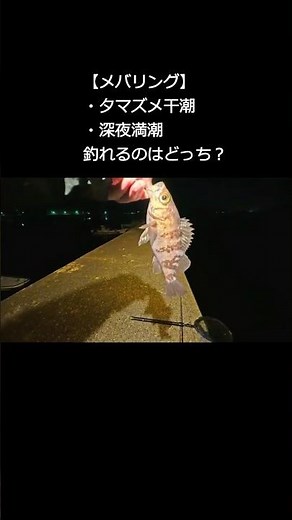 【メバリング】夕マズメ干潮・深夜満潮メバルが釣れるのはどっち？