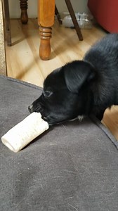 Red weighed in at 9 pounds yesterday!!! Little chunk monkey He's stayed true to form with calm and easy. He got snuggled and passed around the clinic lol Email oopspuppies@hotmail.ca for an application | Oops! Puppies