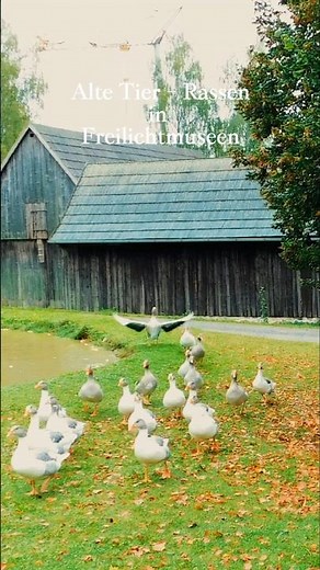 Alte Haustierrassen retten #freilichtmuseum #tiere