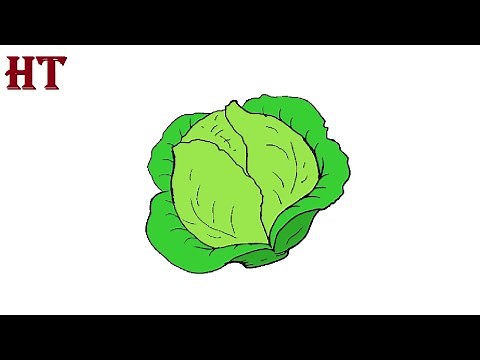 Cabbage drawing easy for beginners - How to draw Vegetables Step by Step
