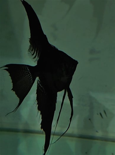 Discover Pure Black Marble Vail Tail Angelfish