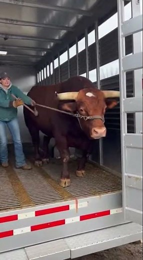 Angry Bull Smashes a Truck | Shocking AI Animal Video