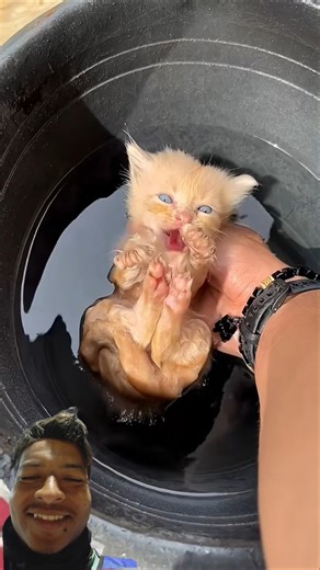 Rescue Kitten So Cute 😻 | Heartwarming Cat Rescue Story 🐾