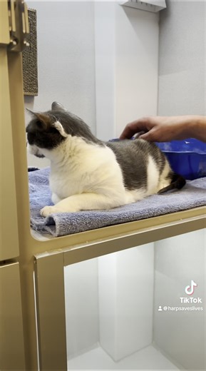 Introducing Lily, a charming 10-year-old lady who found her way to HARP when her previous owner could no longer provide care. Lily can initially be reserved around new faces and places, preferring a patient and understanding family familiar with cat behavior to help her settle in comfortably. Once she feels at ease, Lily blossoms into a sweet and affectionate companion. Having shared her home with another cat, Lily may appreciate the company of a feline friend, introduced gradually. While her fe