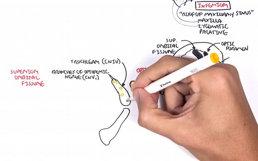 Anatomy Eye Orbit and Eyelid-眼眶和眼睑解剖