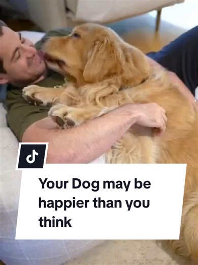 Your Dog may be happier than you think. These small signs reveal how safe, loved, and content he feels with you. #dogsecrets #dog #doglovers