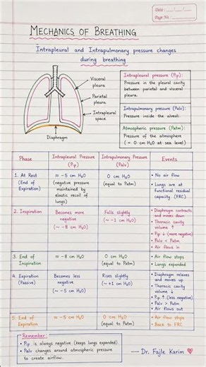 🫁 Mechanics of Breathing