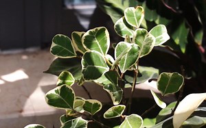 园艺莳家（Gardening Time）第十三期