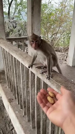 Monkey brother's hand speed is too fast #MonkeyMischief#PrimatePranks#WildPrimates#MonkeyMagic #CheekyMonkey #DailyPrimate #MonkeyShenanigans #MonkeyMadness #PrimatePlay#MonkeyMayhem | Caties Monkey