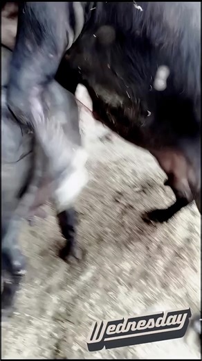 Cute Cow Encounters and Breeding on My USA Farm