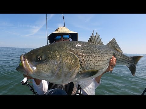 HUGE Striped Bass for August and a Sea Bass Limit - long island sound kayak fishing