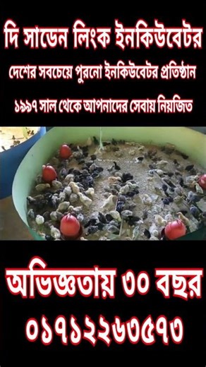 The sudden Link Incubator Co. 01712263573 #পোল্ট্রিখামার