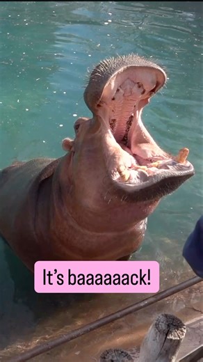 Now that Maisy has gotten a little older, 2 pm hippo feedings have returned! Check out the full BioPark Connections schedule at https://www.cabq.gov/artsculture/biopark/zoo/daily-activities-and-feeding-times/biopark-connections #hungryhungryhippo #MaisytheHippo | ABQ BioPark