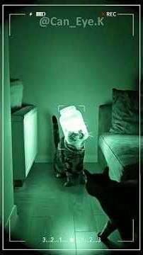 Curious Cat Discovers a Magical Glowing Lamp 🐱✨ So Adorable!