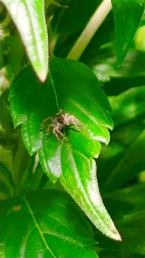 Tree Flea Assassin!?!?!?