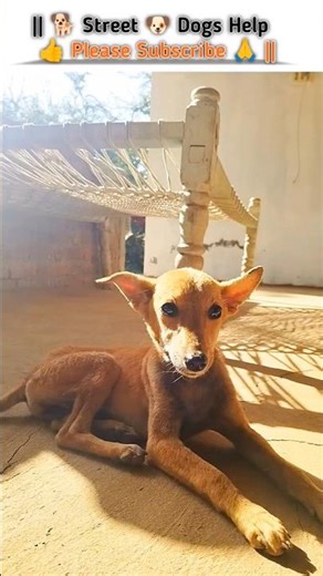 trending dog🐕 #trending #dog #shorts