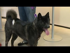 Shelter Sunday: Rakki-Inu Akita Rescue in Virginia Beach stops by with a furry friend