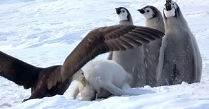 Penguin Chicks Scream In Terror As Giant Bird Attacks And A Hero Saved The Day