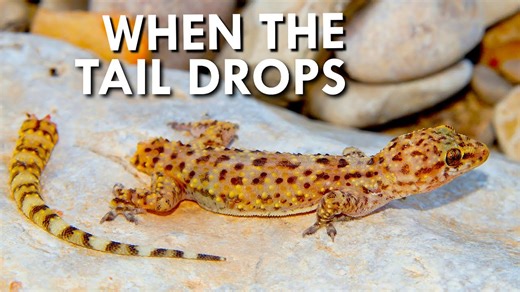 What Happens After You Lose Your Tail?