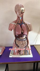 13K views · 761 reactions | Human brain anatomy how works 3d animation ?? #HumanBrain #3danimation #brainwork #brainanatomy | Gyan Spreading | Facebook