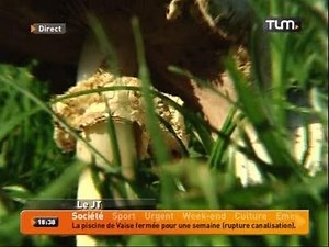Champigons: comment identifier les bons?