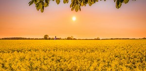 Éditer le génome d’une plante par la technique CRISPR ne conduit pas à un OGM