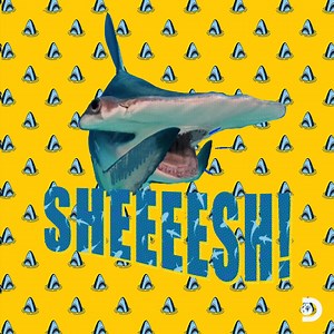 S-H-E-E-S-H Sheesh, we so bomb up in these streets 🎵 We’re all fins-in for another great #SharkWeek starting THIS Sunday on Discovery and streaming on discovery . | Shark Week