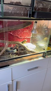 Agama vousatá, Pogona vitticeps a údržba terária | Teranimal Petmasters