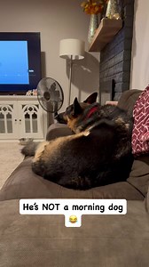 Personality differences male vs female German shepherd #germanshepherd #germanshepherdsofinstagram #germanshepherdpuppy #gsd #gsdlove #gsdofinstagram #gsdpuppy #reels #reelsfbシ #reelsviral | Zeus Woods