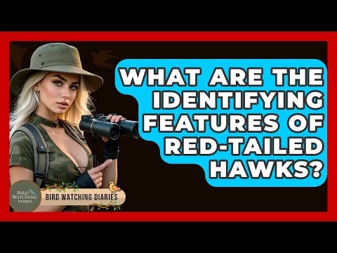 What Are The Identifying Features Of Red-tailed Hawks? - Bird Watching Diaries