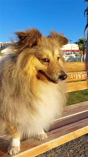 Morning Calm Walking with Sheltie Jessy | Sheltie at sunrise by the sea #sheltie #sunrise #doglife