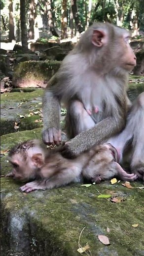 Monkey Trapped in Thick Mud Survival #wildlife #dramatic #nature