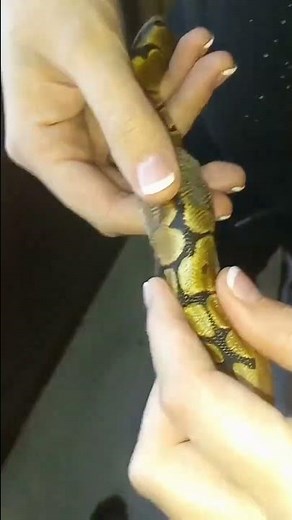 helping ball python shed