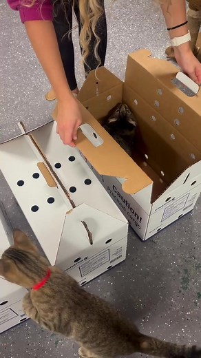 Unboxing 7 Adorable Kitties at the Cat Cafe!