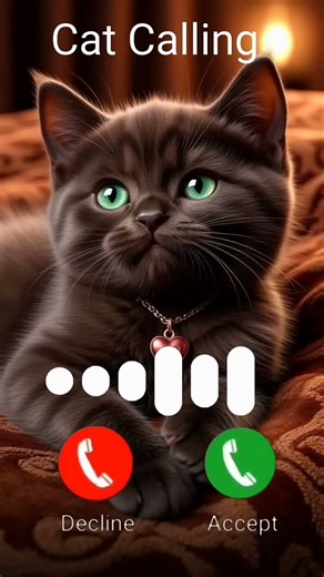 Mi telephone ringtone #calling​ #calls​ #ringtone​ #cats​#song #music
