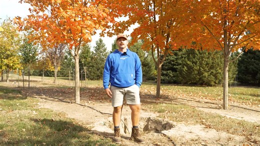 Here's a quick walkthrough of our tree farm with peak color this year! Vibrant shades of red, yellow, and orange flooded the rows🍁. Take advantage of the last week of our special offer; buy two trees, get one half off! - - - - #foxtreefarm #fallcolor #landscaping #shadetree #portlandmichigan | Fox Tree Farm