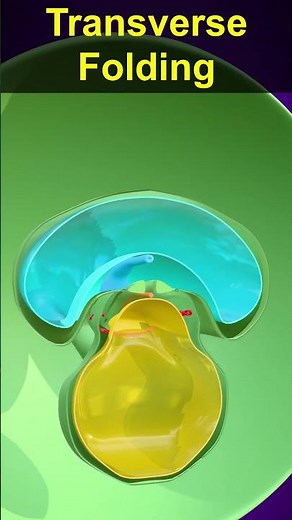 3D Embryonic Folding Animation - Craniocaudal and Transverse Folding #embryology #anatomy